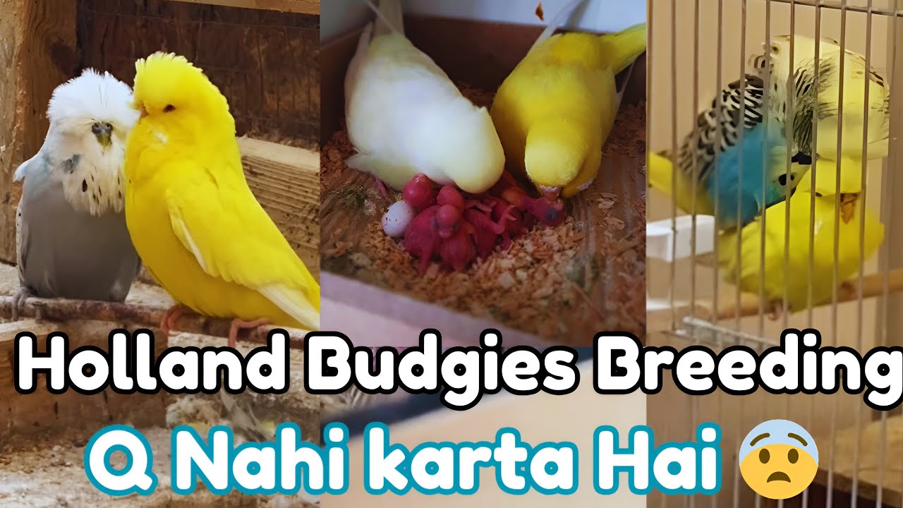 How To Breeding Holland budgies || Holland Budgies Breeding setup || Holland budgies |