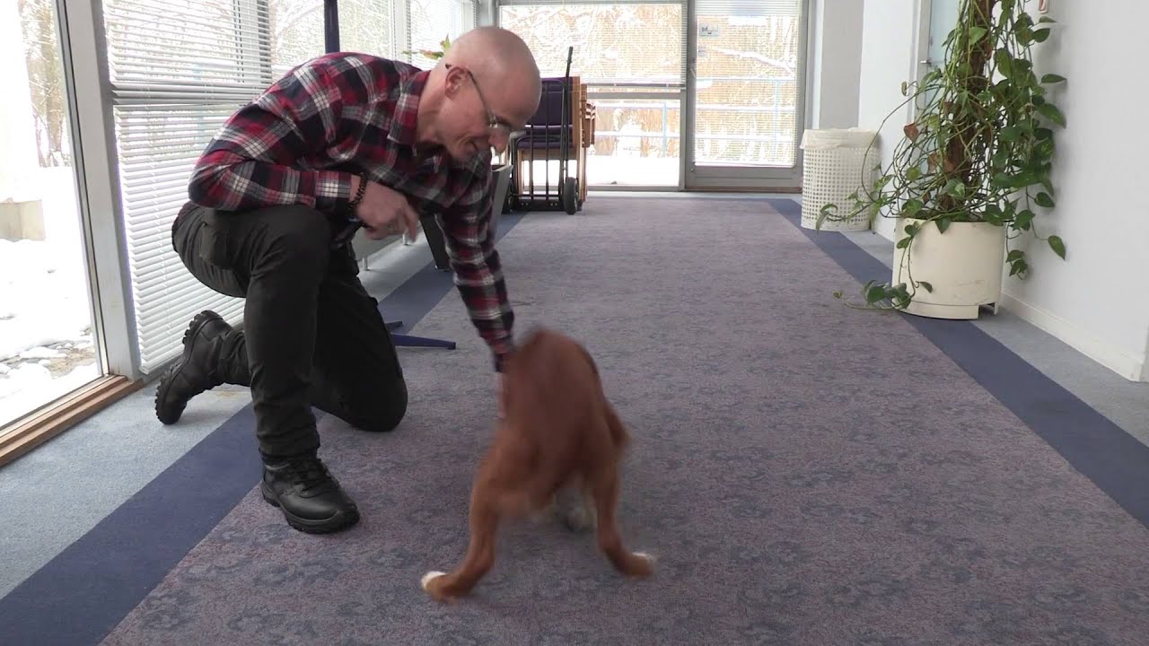 Hvordan siger du nej til din hund