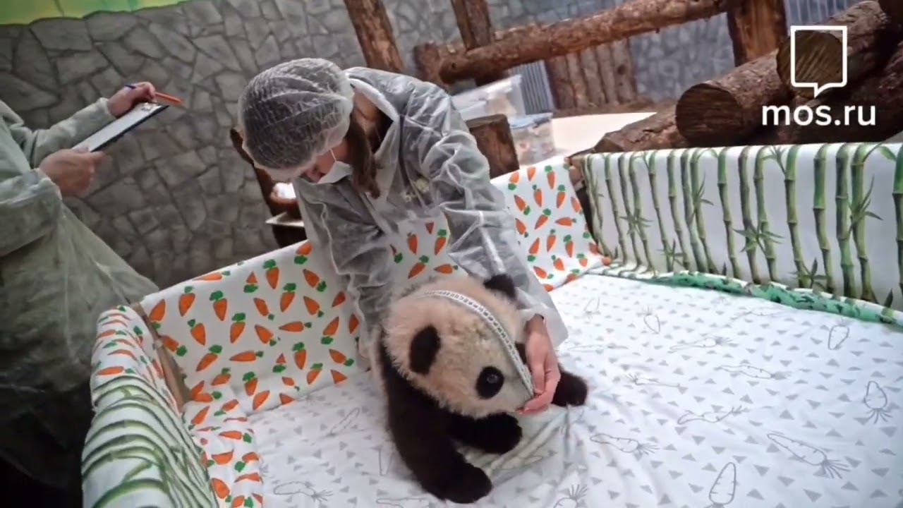 ❤️❤️❤️Катюша маленькая розовая пандочка 💐💐💐#панда #moscowzoo #animals 🐼🐼🐼