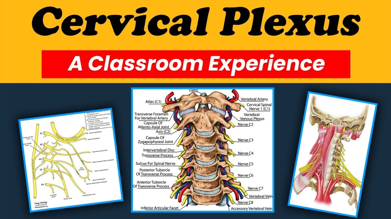 Cervical Plexus | A Class Room Experience ( Hindi / Urdu )