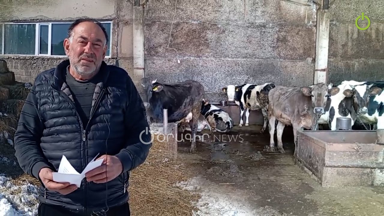 Մեր անասունի միսը մեր ձեռքից կտանին, էդ փողով ջիպ կառնին` կֆռֆռան. ֆերմերը` համաճարակի մասին