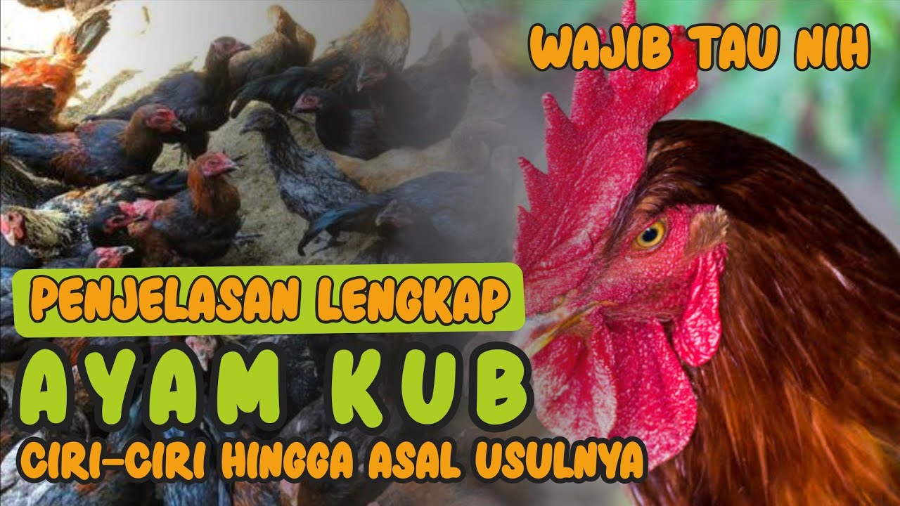 APA ITU AYAM KUB? BERIKUT PENJELASAN LENGKAP AYAM KUB
