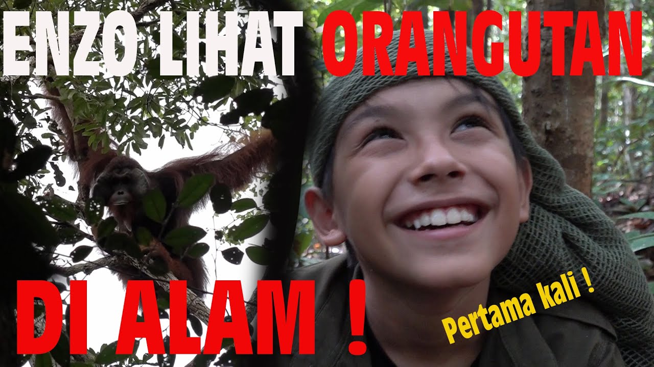 Pertama kali Enzo ketemu orangutan liar !