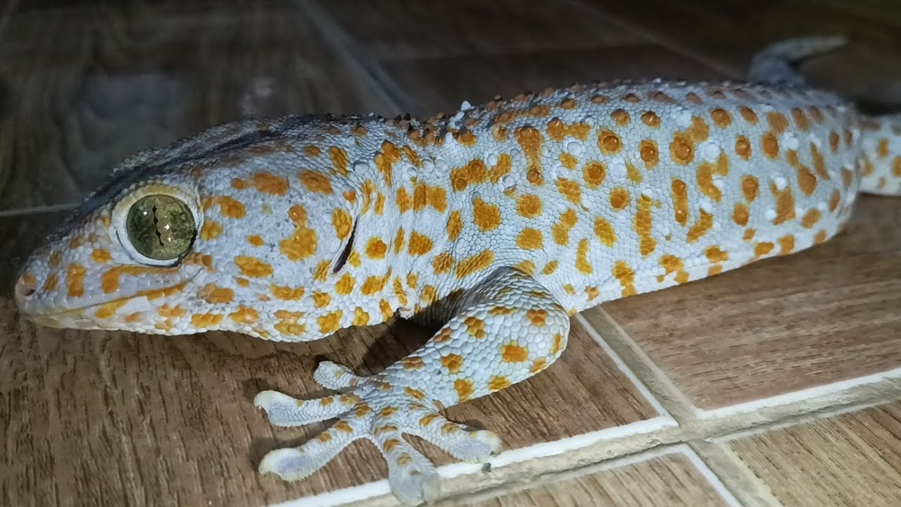 Gecko lizard  đang phát trực tiếp!