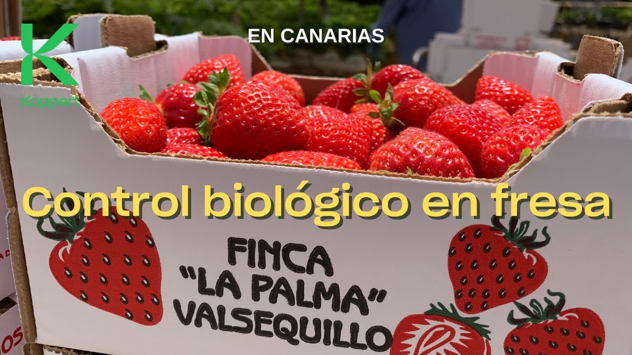 Control biológico en fresa: la experiencia de Finca La Palma (Canarias)