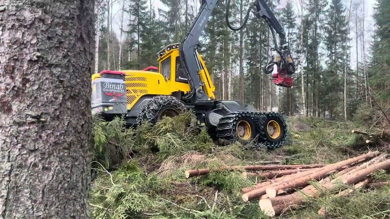 Premiär fällning med Stihl 066. 20 tums svärd och  kedjan från Oregon.