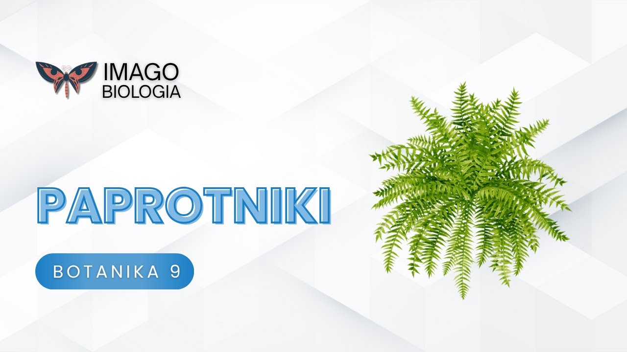 Paprotniki
