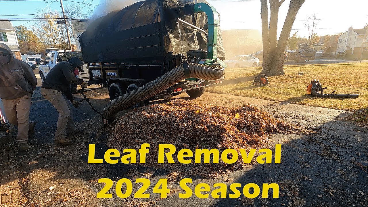 Leaf removal  2024 season