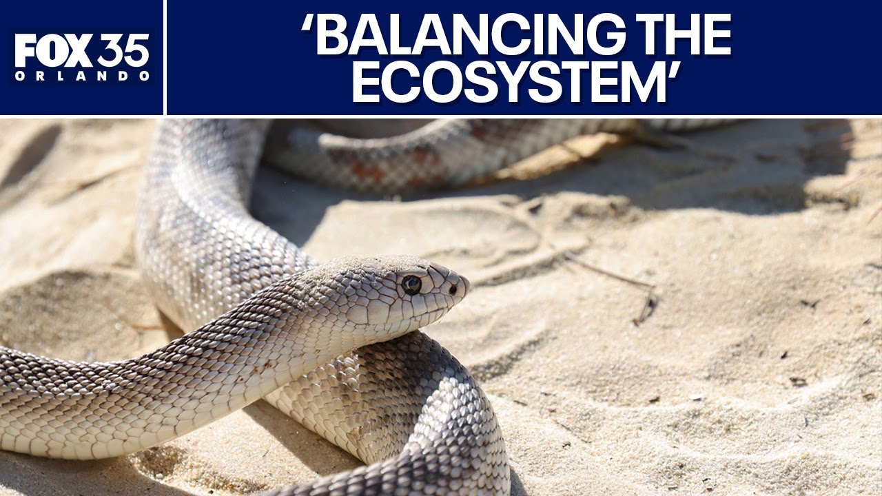 Florida officials release dozens of snakes to eat invasive species