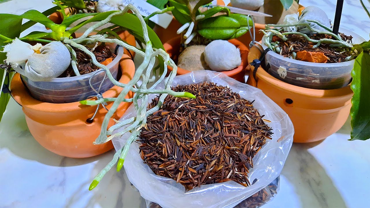 CASCA DE ARROZ CARBONIZADA – As Orquídeas Adoram esse Substrato
