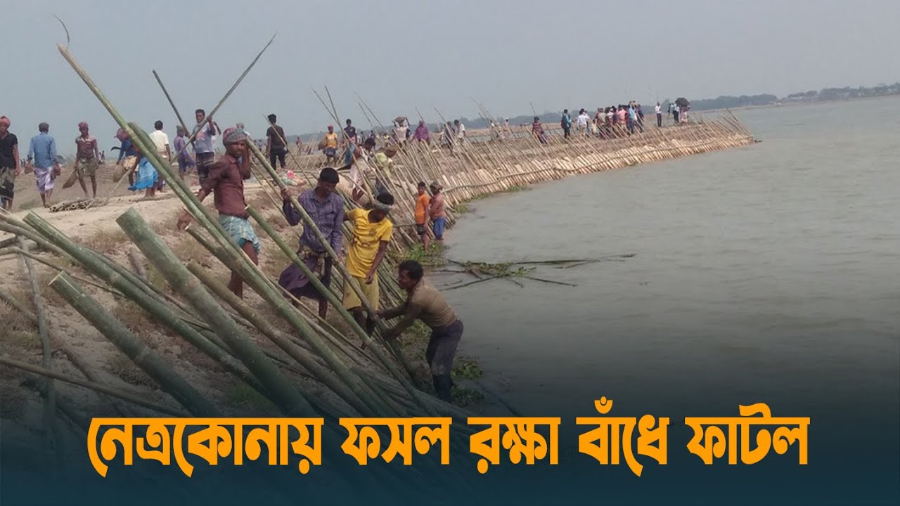 নেত্রকোনায় ফসল রক্ষা বাঁধে ফাটল | Crop Land | Protection Damage | Netrokona | Dhaka Post