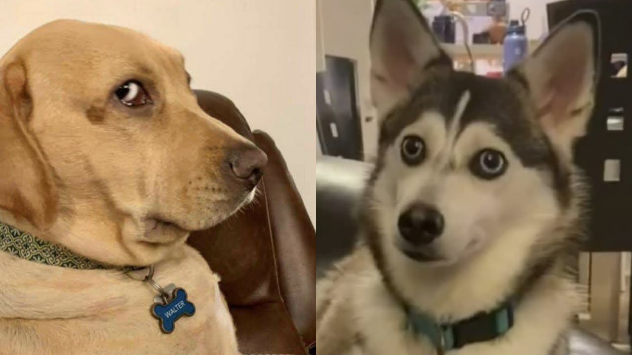 🤯🤣 30 минут самых смешных моментов с собаками в TikTok — вы не сможете перестать смеяться! 😂