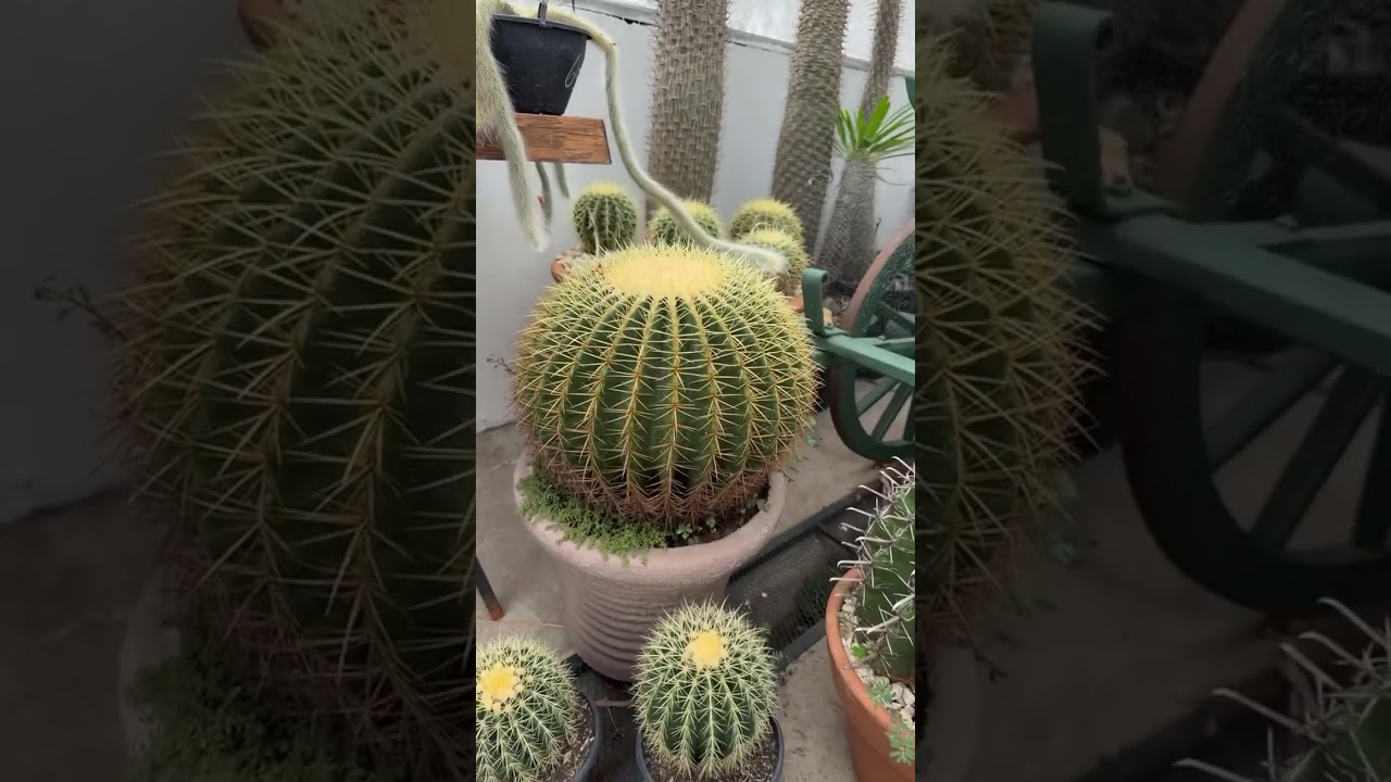 Imunidade nas plantas