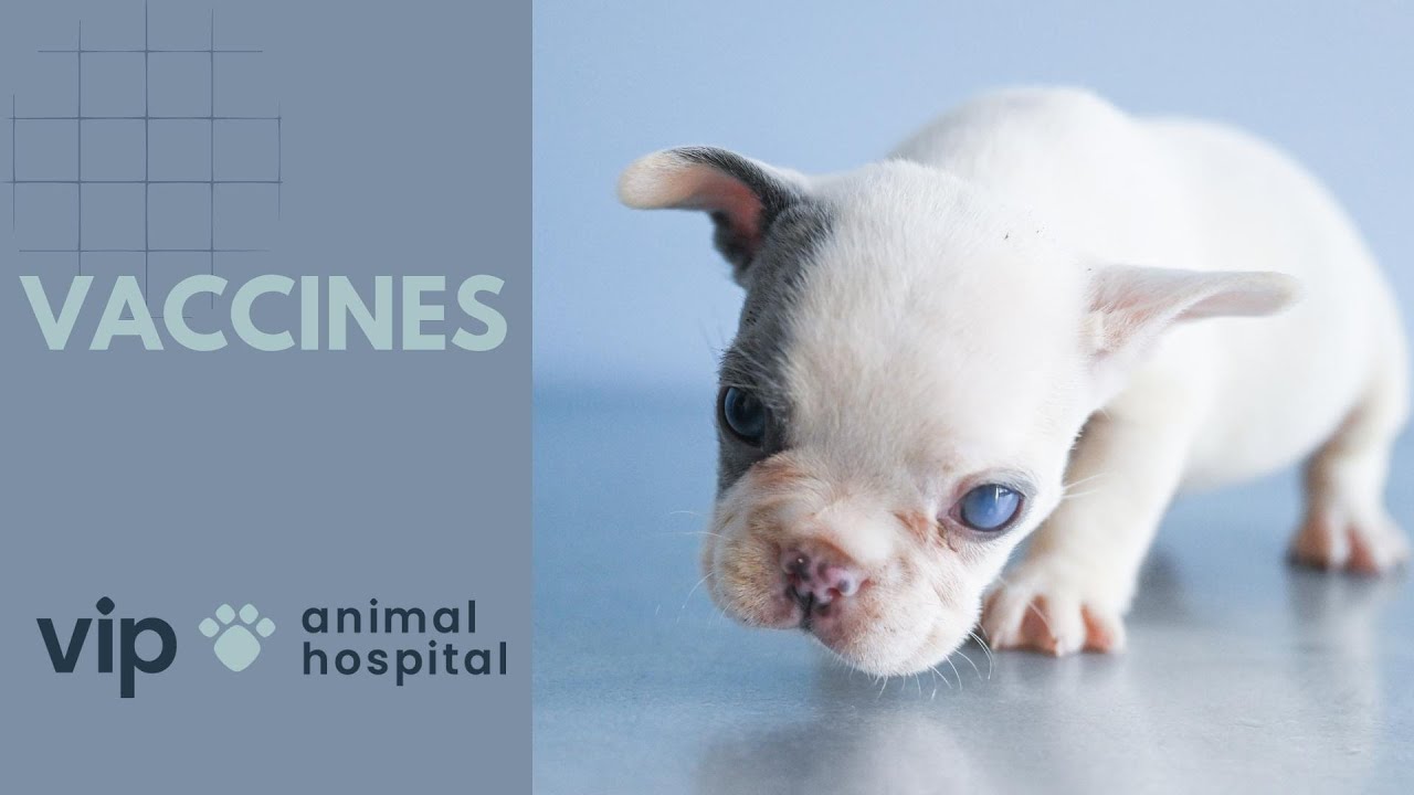 VIP Animal Hospital | Vaccines