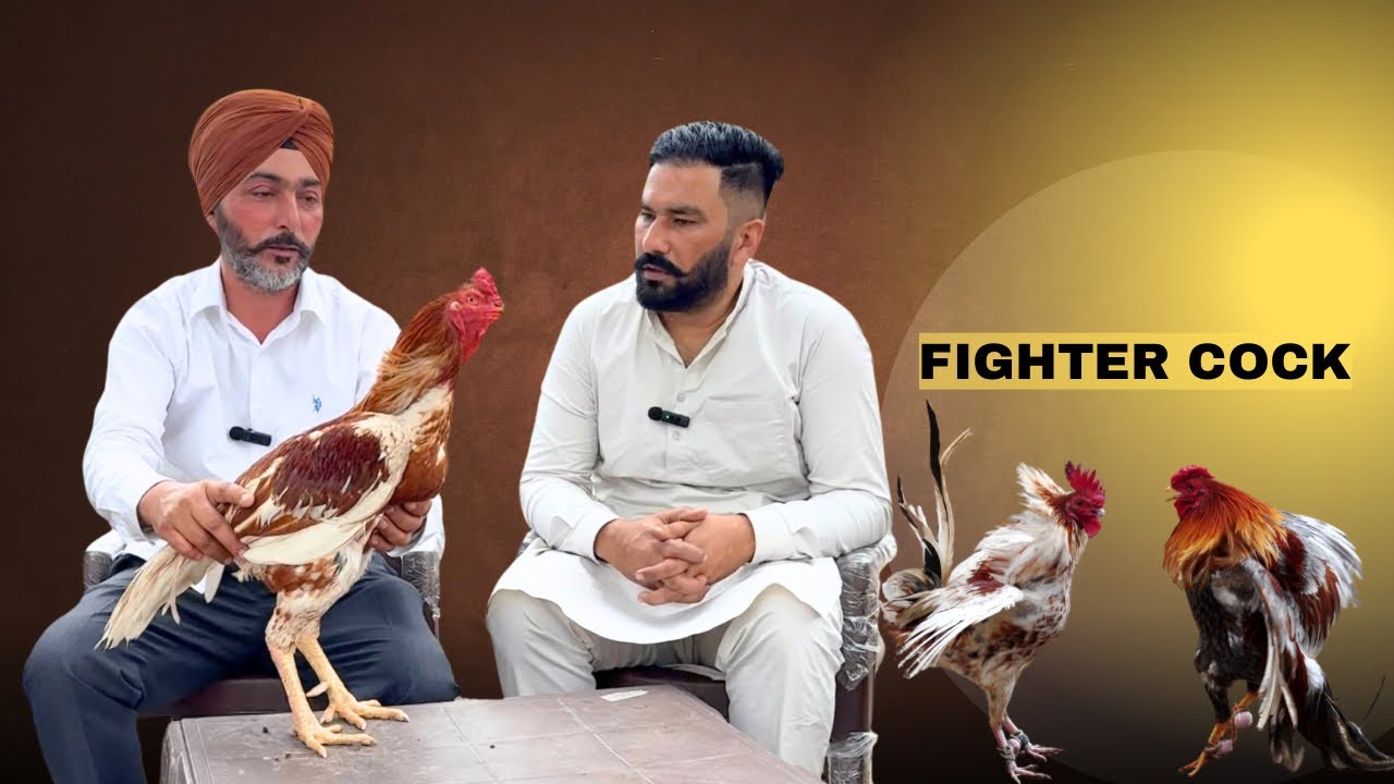 Next interview Ustad Kamal Murinda ji                      #kabootarbazi #murgbaaz #pigeon #video