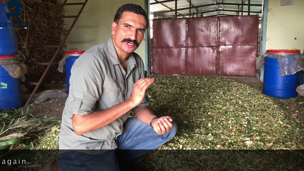 आसान पद्धत साइलेज (मुरघास) बनाने की Easy way to make good Silage