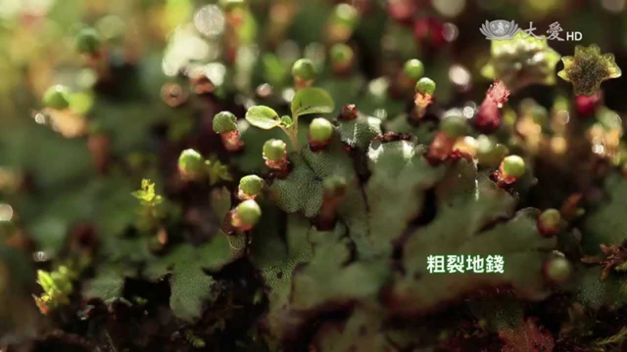 【發現】20150321 - 綠色小精靈 - 苔蘚