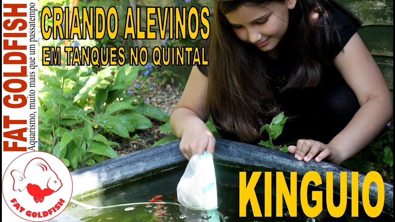 KINGUIO, CRIANDO ALEVINOS EM TANQUES NO QUINTAL