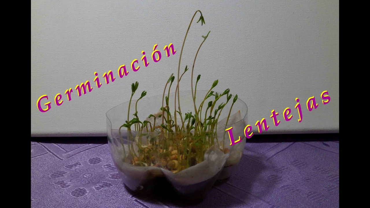 🌱 Como hacer germinar lentejas de forma rápida