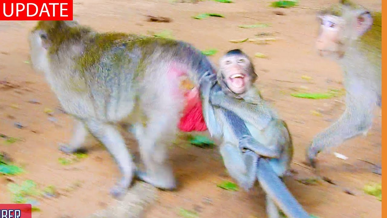 Breaking Heart Vienna Crying Hold Her Mother Tail Angry to Be Warned by Mom Violet