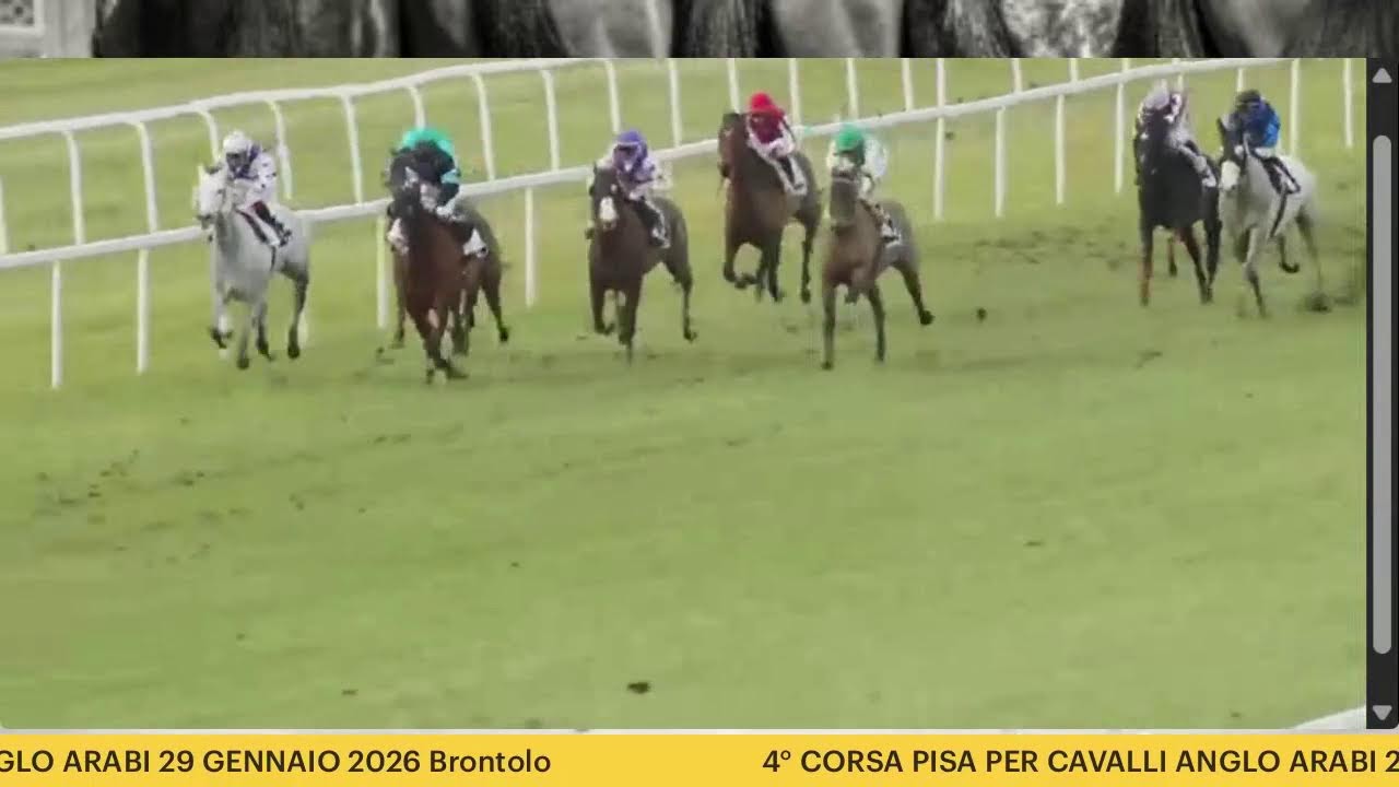 PISA 4° CORSA DEI CAVALLI ANGLO ARABI 29 GENAIO 2026