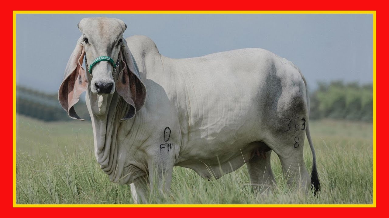 Indubrasil O melhor gado imagens de touros e vacas (gado leitero)