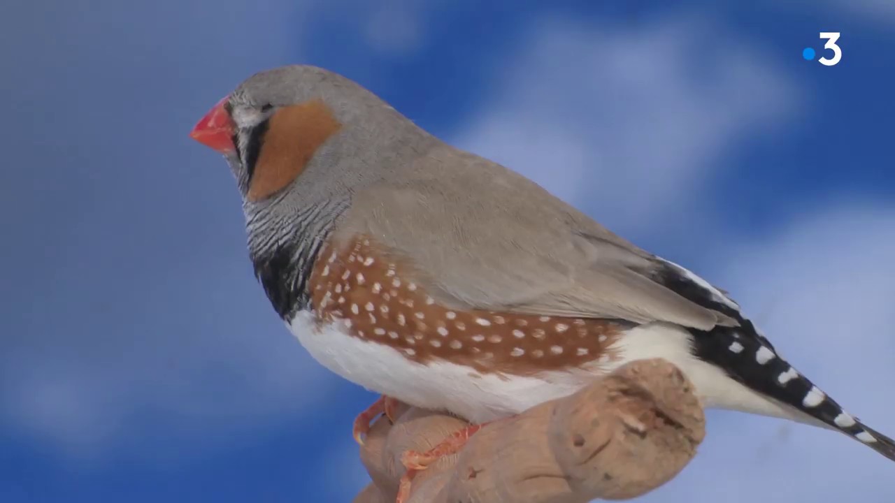 Liginiac (19) : championnat d’Europe d’oiseaux mandarins