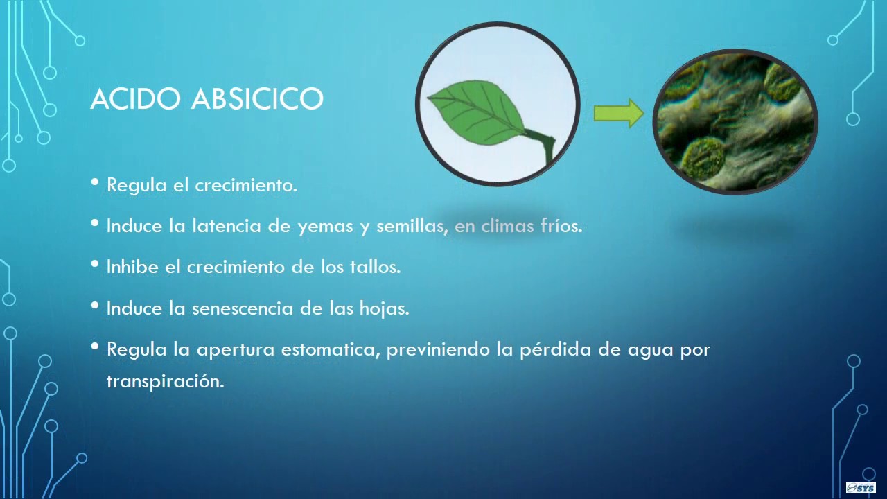 HORMONAS DE CRECIMIENTO VEGETAL. AUXINAS, CITOQUININAS, GIBERALINAS