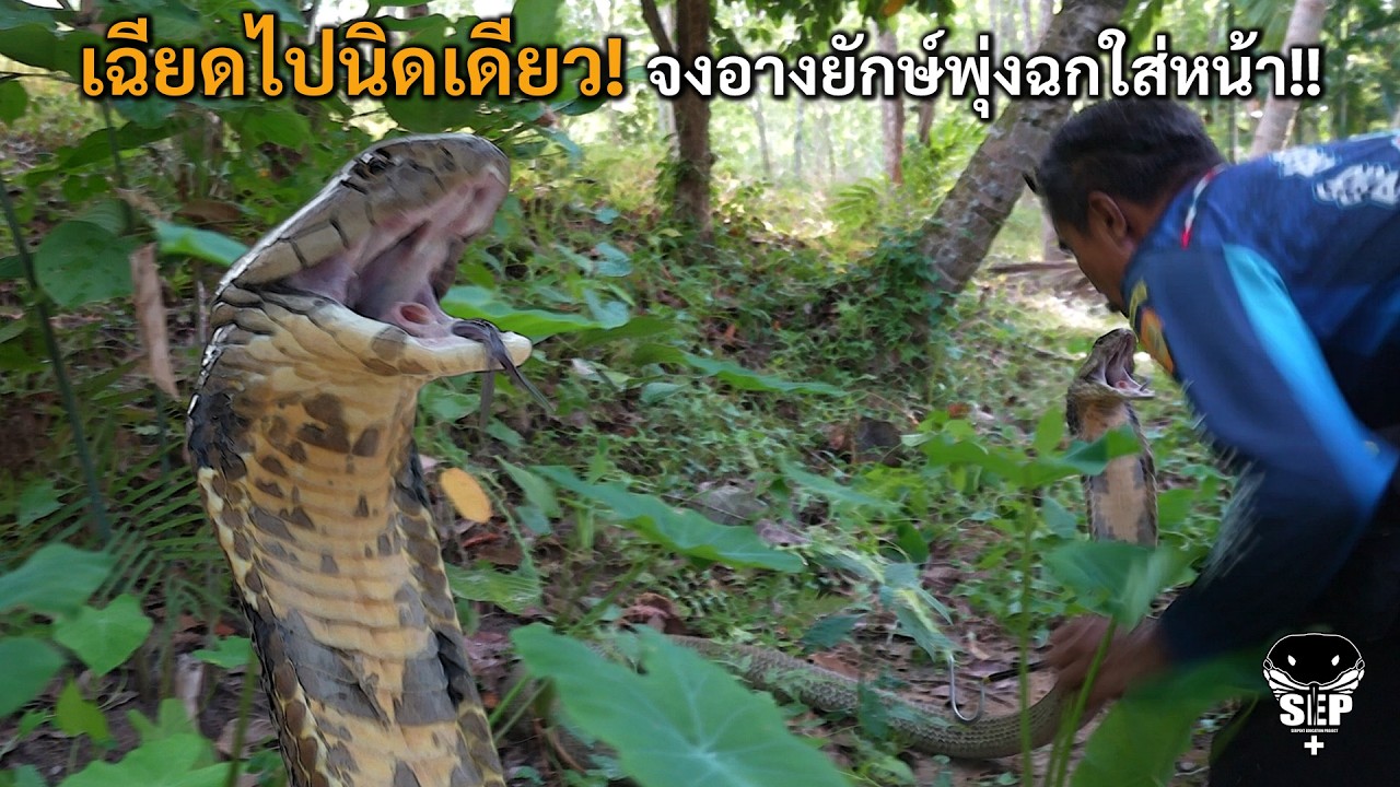 SEP EP.69 เฉียดไปนิดเดียว! จงอางยักษ์พุ่งฉกใส่หน้า!!