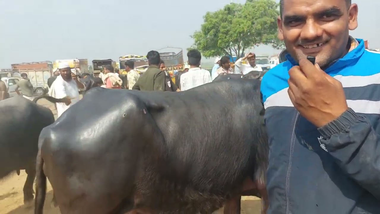 Madhiyai Pashu Mandi | Murrah Buffalo 