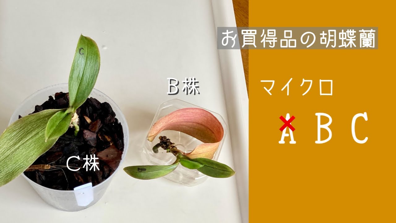1月30日　お買得品の胡蝶蘭 Ｂ株Ｃ株　マイクロ胡蝶蘭の新芽🌱が少し成長しています　・メネデール