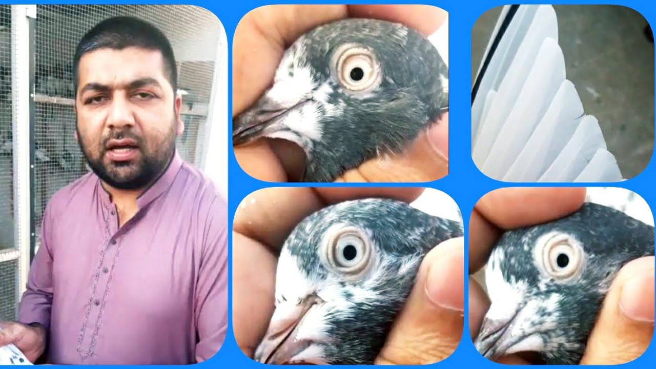 50 ڈگری میں اڑے ہوئے کبوتروں  کی آنکھیں، پر ، جوڑ اور ہڈی دکھاتے ہوئے۔ آپ بازی میں اڑے ہوئے چیمپین ک