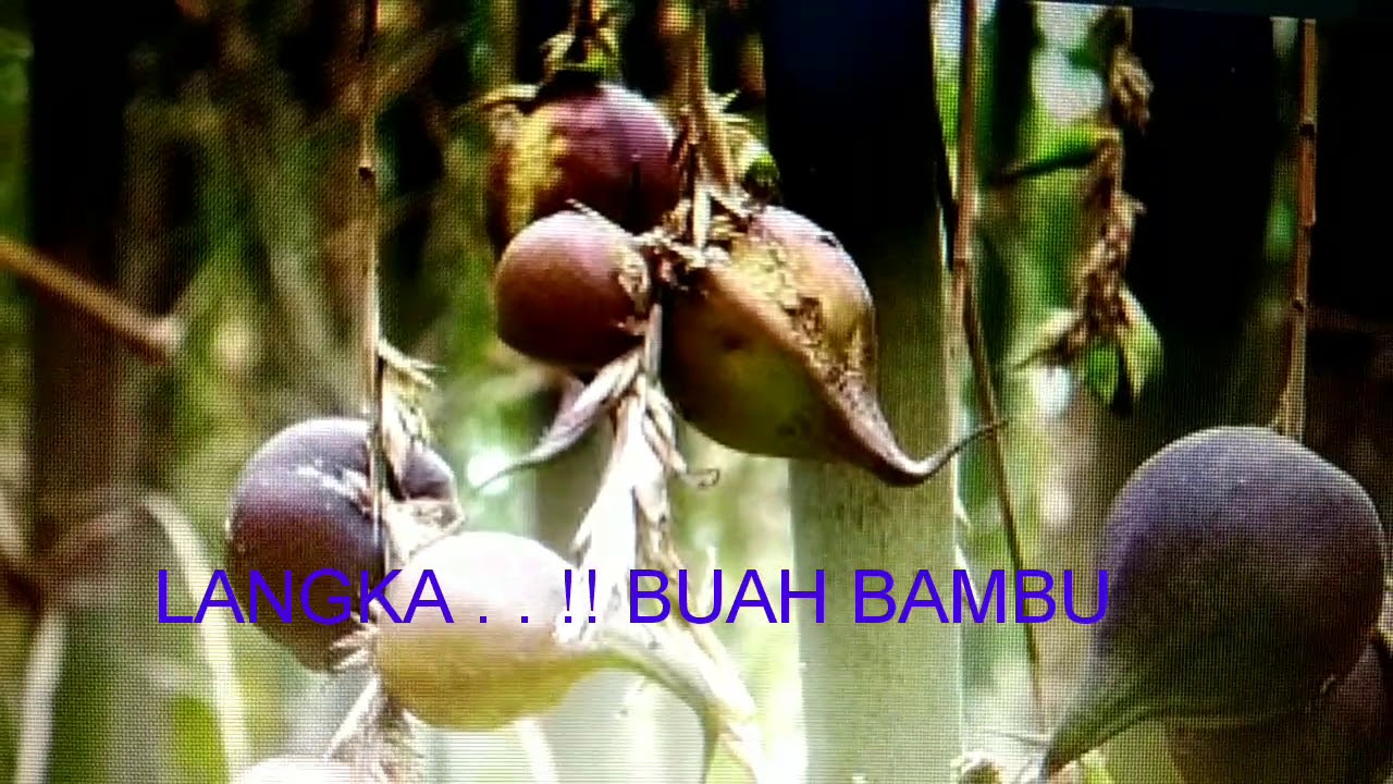 LANGKA . . !! BUAH BAMBU