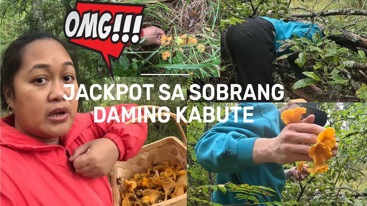 MUSHROOM HUNTING: FOREST IS OVERLOADED WITH MUSHROOMS| THE LINDEMANS