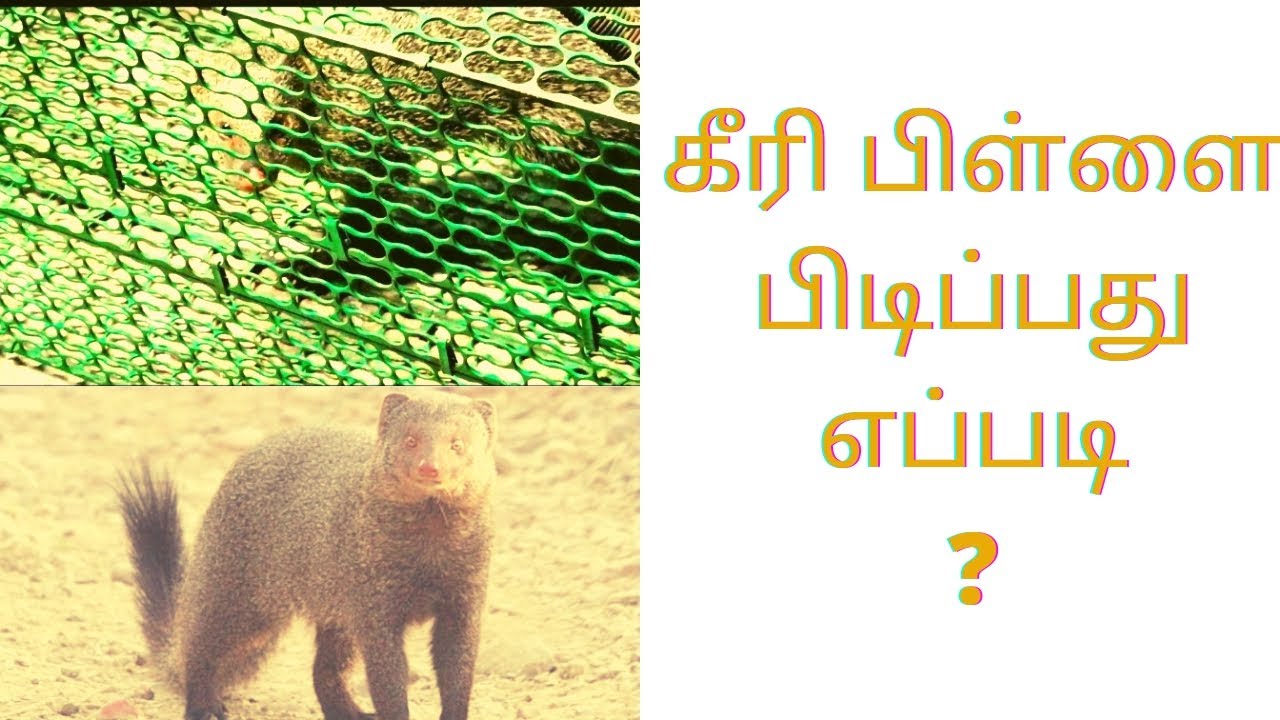 கோழிகளை பிடிக்கும் கீரியை பிடிக்கலாம் வாங்க.!kiripillai pidipadhu epadi#greenmercury