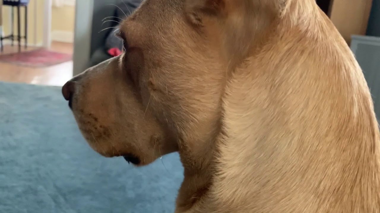 Dog Scratching ASMR 🐕 💖 ( no talking )