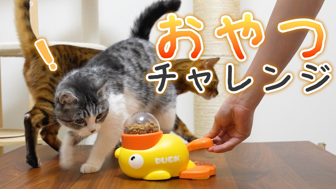 おやつを食べたい猫VS知育給餌器