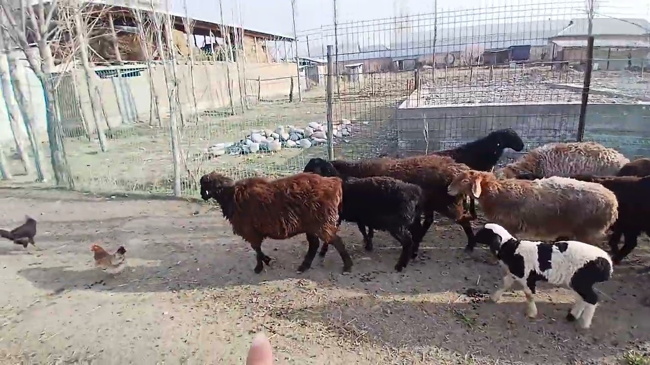 Сойуш тздегендерге туугандар 0501158094 ушул номирлерге байланыша бересиздер🫡🫡🫡👍
