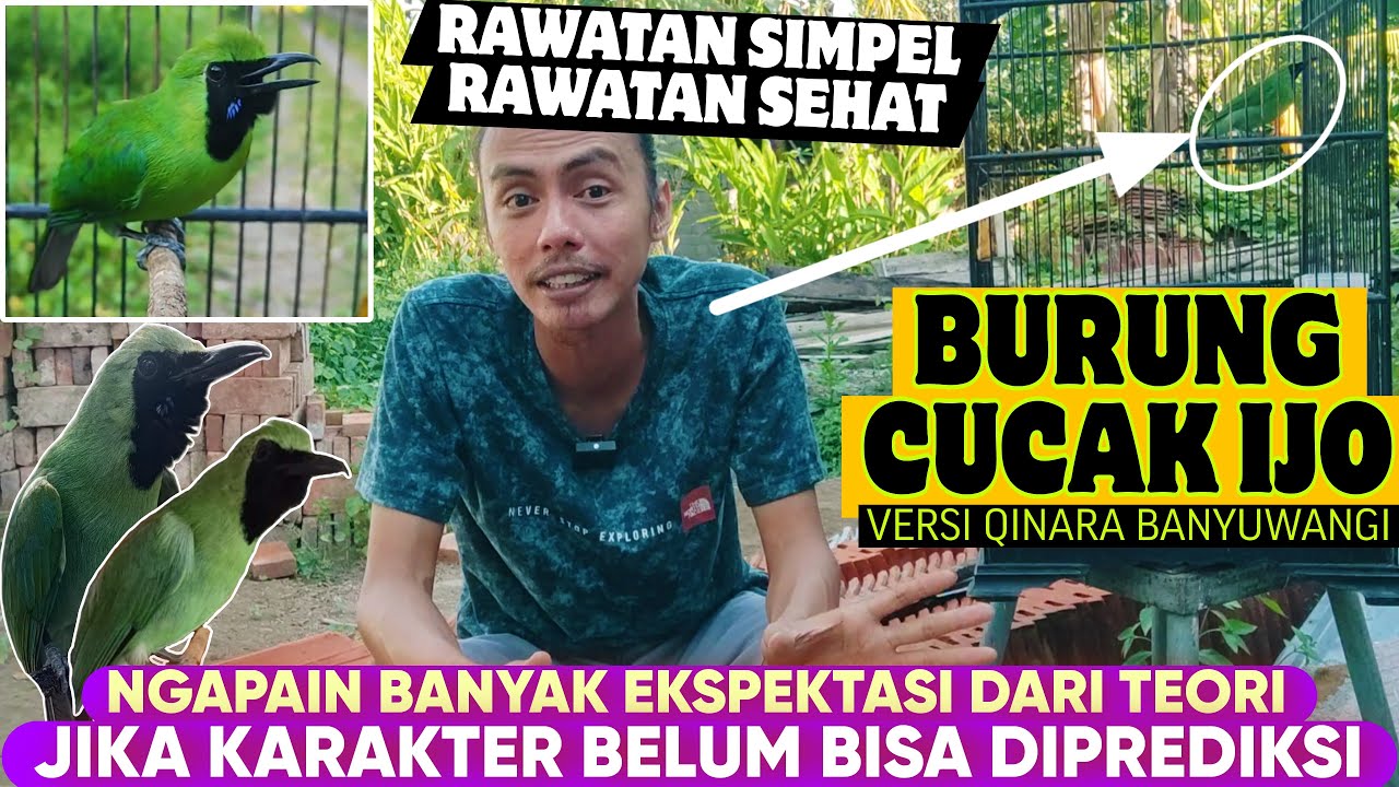 TERNYATA BEGINI, RAWATAN DASAR RAWATAN SEHAT UNTUK CUCAK IJO VERSI QINARA BANYUWANGI