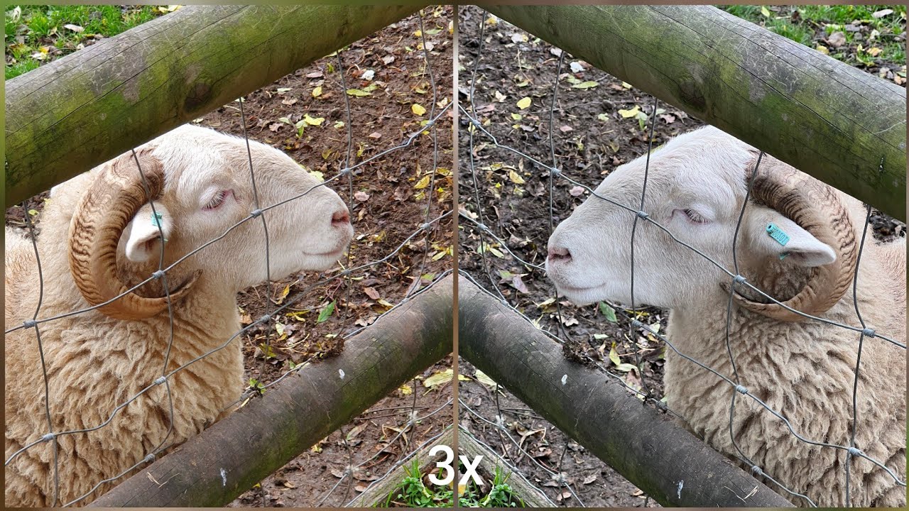 iPhone 13 Pro VS Samsung Galaxy S10 plus Camera: UNEXPECTEDLY CLOSE!