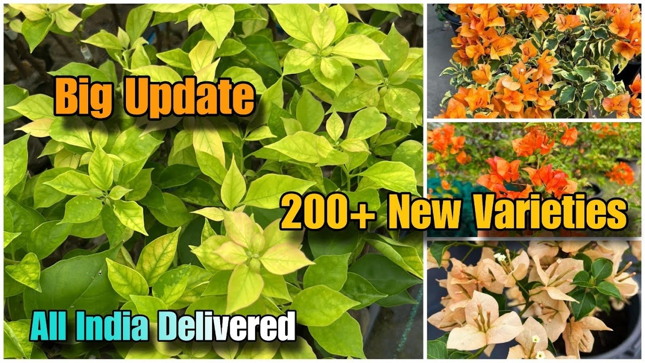 Big Update 200+ New Bougainville Varieties Available//New Grafted Plants//All India Delivered ||