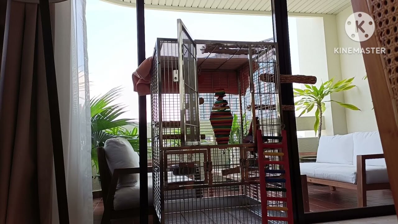 PARROT 🦜 CAUGHT HER FLOWN FROM  HER CAGE TO DINING AREA #noncopyrightmusic 