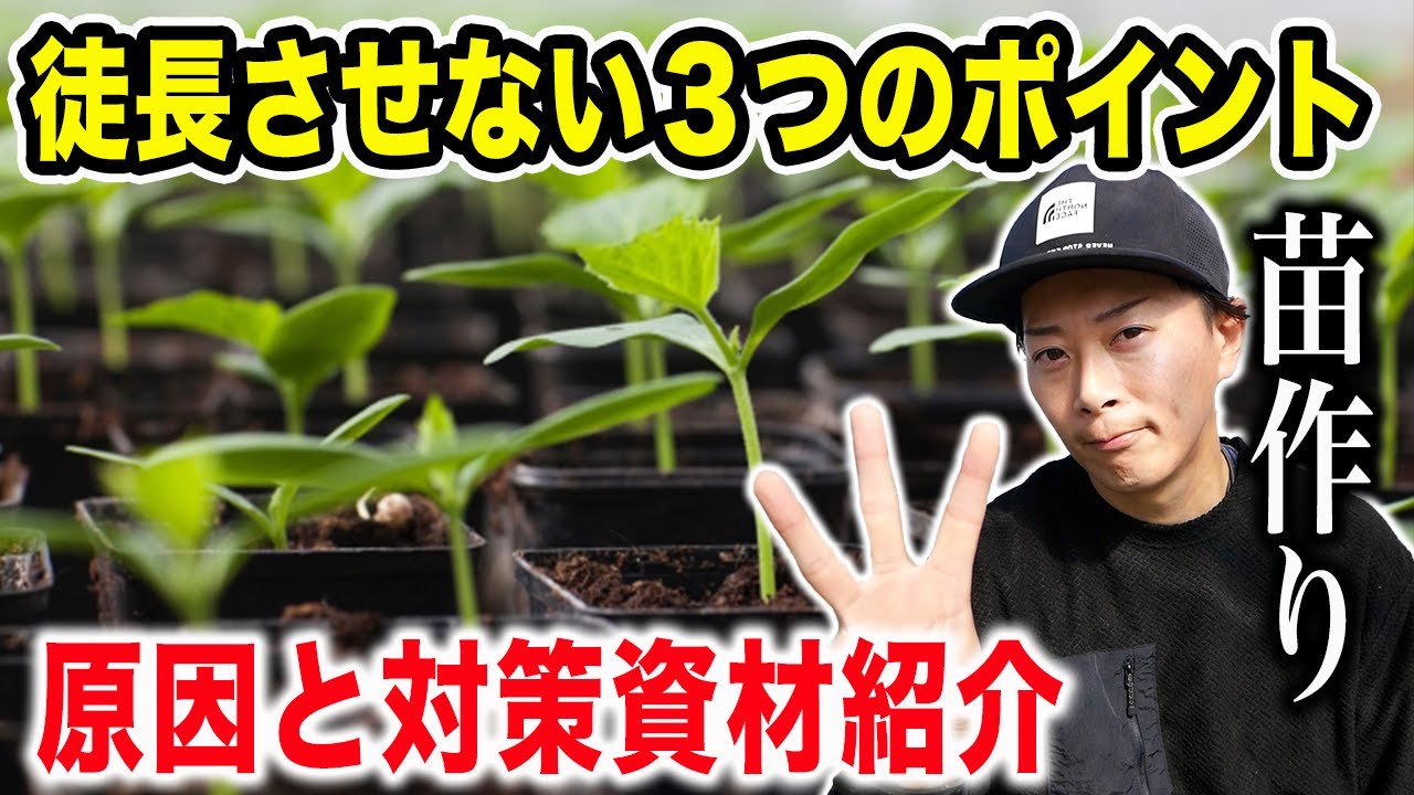 徒長する３つの原因とその対策を解説します【苗作り】