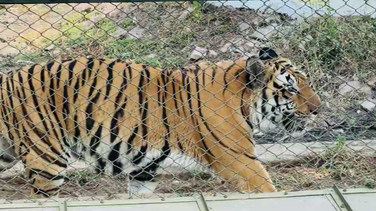Zoo 
