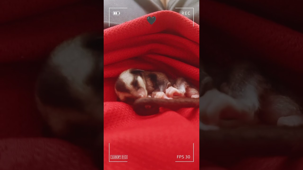 ꜱᴜɢᴀʀ ɢʟɪᴅᴇʀ ʙᴀʙʏ #animaltraining #animallovers #cute #sugerglider #shortvideo #ytshorts #viral