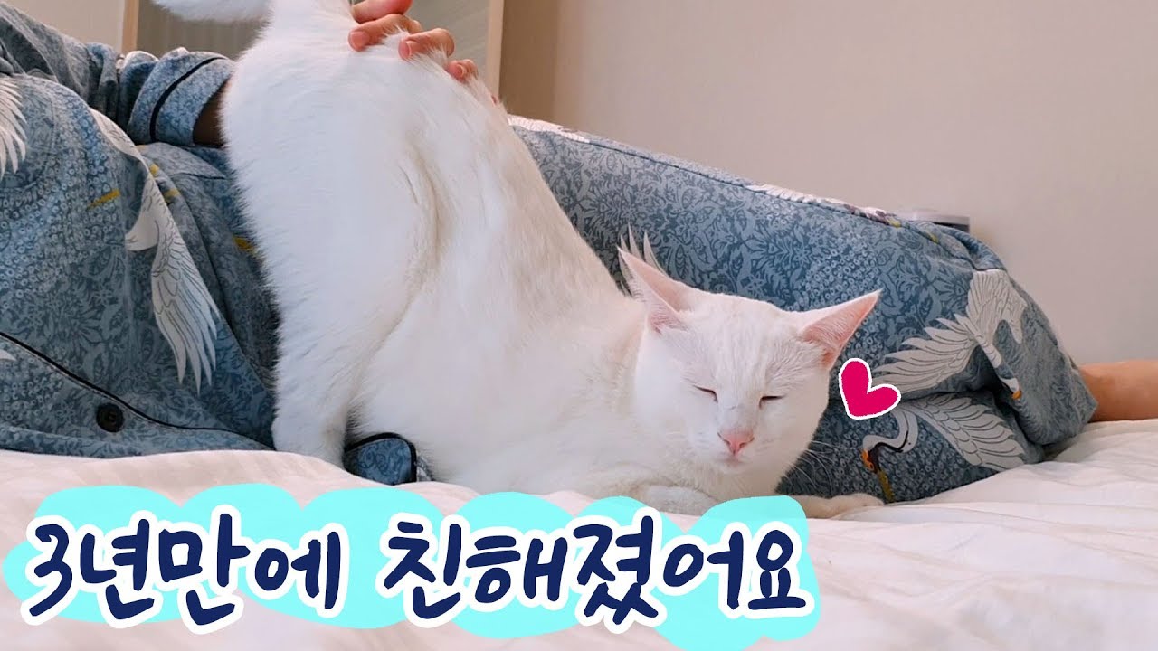 길에서 데려온지 3년만에 애교부리는 고양이