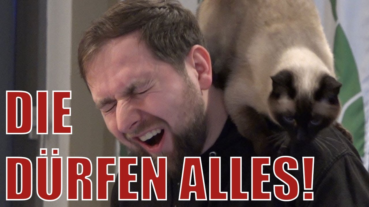 Katzencafé in München besucht - Wohlfühlen und Entspannung im veganen Katzentempel