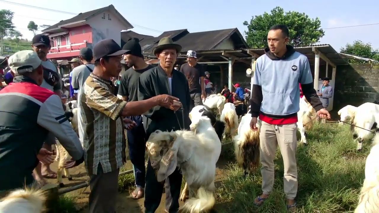 Pasar Kambing Pedesaaan, Binangun Watumalang Wonosobo Jawa Tengah