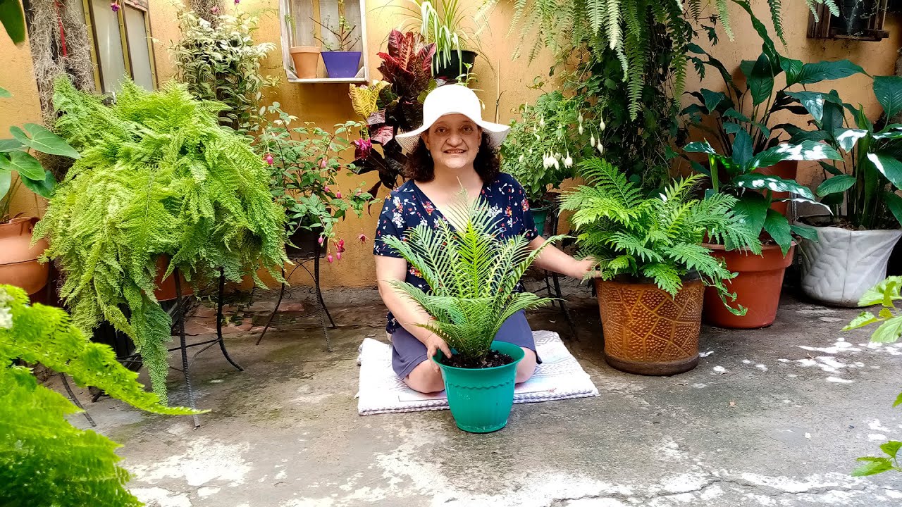 Cómo tener HELECHOS SILVER Hermosos 🌿😍
