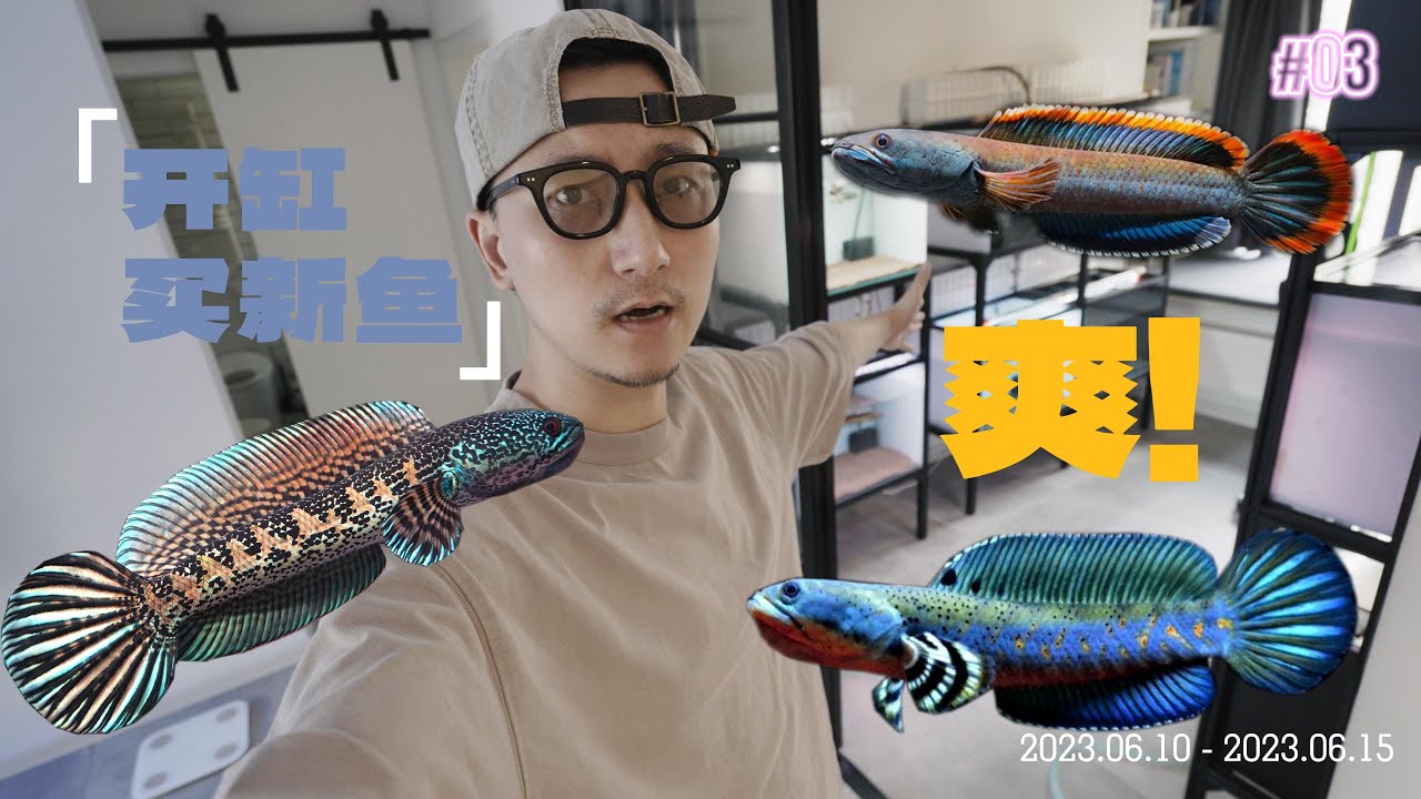 我再也不想开缸了，一次性开4个雷龙鱼缸，爽？累？【channa fish】